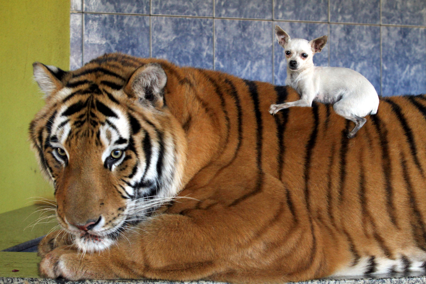 Brazil's Tiger Family