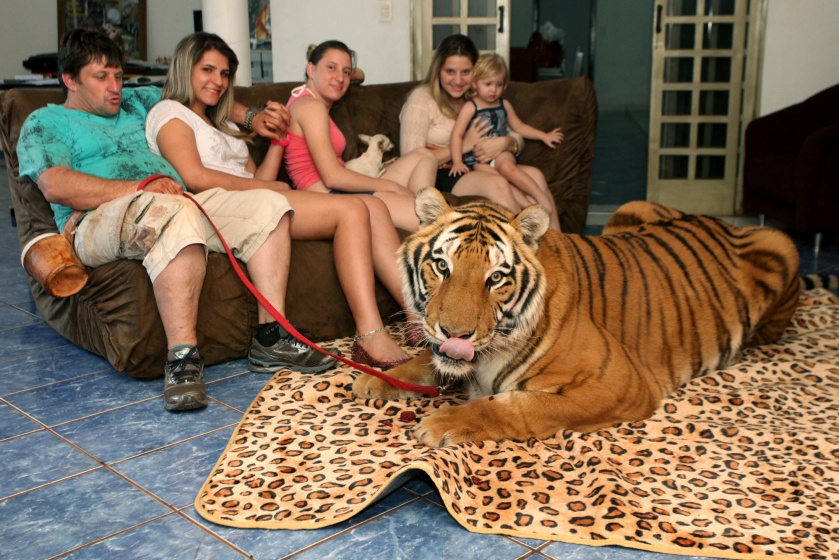 Brazil's Tiger Family