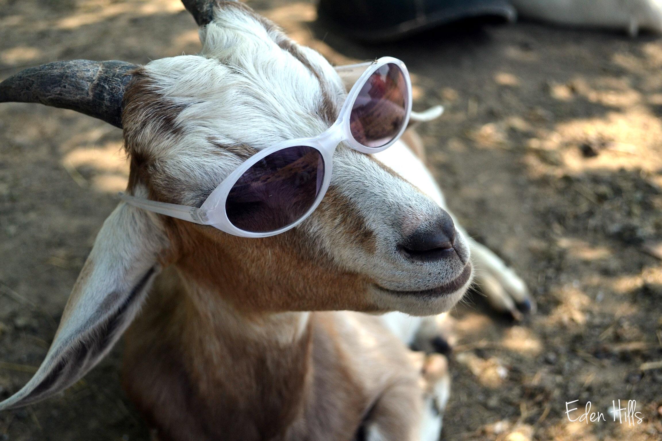 goat shades